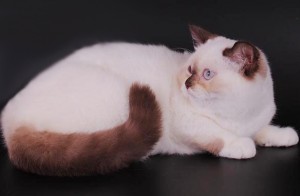 Шоколадный-пойнт биколор окрасы британских кошек: фото, стандарт породы. Шоколадный-пойнт британские кошки, коты, котята: фото. Британцы шоколад-пойнт: стандарт окраса (британцы шоколад пойнт, шоколадный поинт: британские котята, коты, кошки)